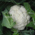 CF38 Mingzhu 100 days f1 hybrid later maturity white cauliflower seeds of vegetable seeds